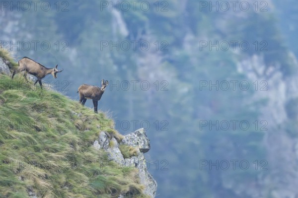 Chamois (Rupicapra rupicapra) on a mountain cliff in the Vosges Mountains, wildlife, France