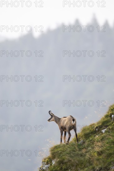 Chamois (Rupicapra rupicapra) on a mountain cliff in the Vosges Mountains, wildlife, France