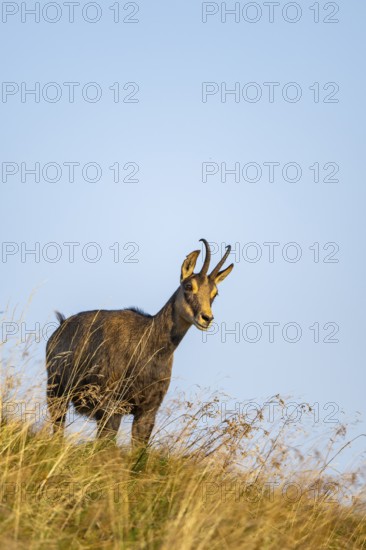 Chamois (Rupicapra rupicapra) on a meadow in the Vosges Mountains, wildlife, France