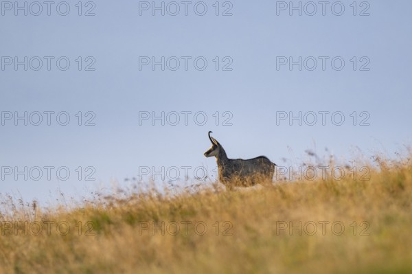 Chamois (Rupicapra rupicapra) on a meadow in the Vosges Mountains, wildlife, France