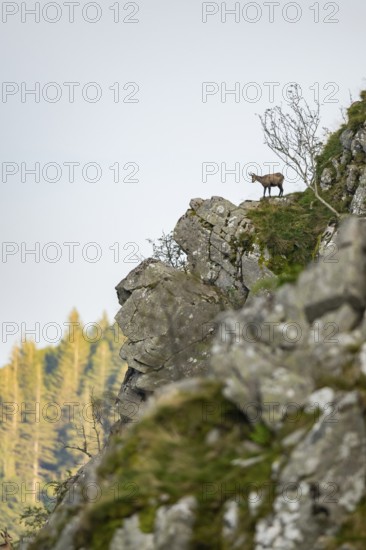 Chamois (Rupicapra rupicapra) on a mountain cliff in the Vosges Mountains, wildlife, France