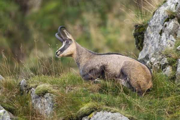 Chamois (Rupicapra rupicapra) on a mountain cliff in the Vosges Mountains, wildlife, France