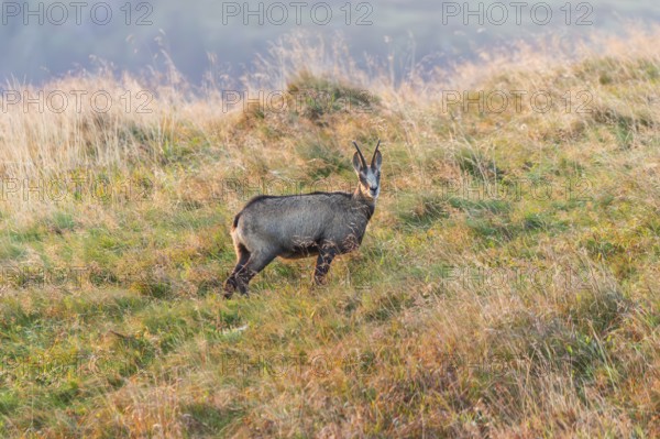 Chamois (Rupicapra rupicapra) on a meadow in the Vosges Mountains, wildlife, France