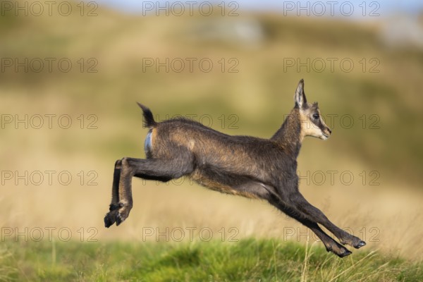 Chamois (Rupicapra rupicapra) youngster on a meadow in the Vosges Mountains, wildlife, France