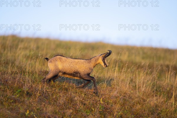 Chamois (Rupicapra rupicapra) on a meadow in the Vosges Mountains, wildlife, France