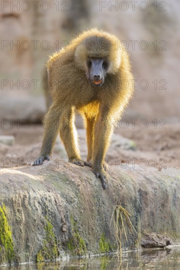 Guinea baboon (Papio papio) walking on the ground, Bavaria, Germany Europe