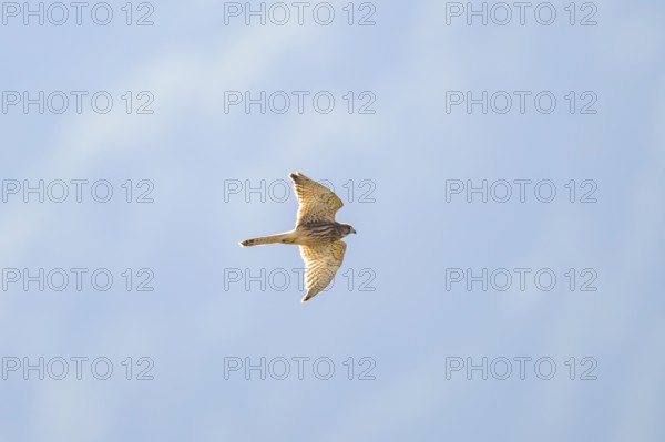 Common kestrel (Falco tinnunculus) flying in the Vosges Mountains, wildlife, France