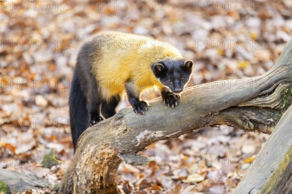 Yellow-throated marten (Martes flavigula) on an old wood, Germany