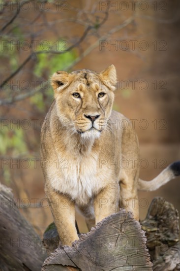 Asiatic lion (Panthera leo persica), female standing on a tree trunk, captive, habitat in India