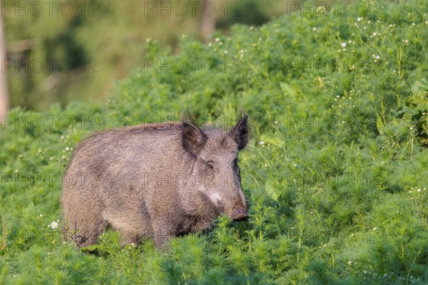 A wild boar (Sus scrofa) runs across a field of wild chamomile (Matricaria chamomilla). Bavaria, Germany