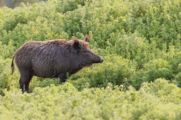 A wild boar (Sus scrofa) stands in a field of wild chamomile (Matricaria chamomilla). Bavaria, Germany