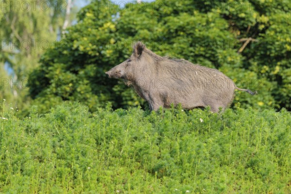 A wild boar (Sus scrofa) stands in a field of wild chamomile (Matricaria chamomilla). Bavaria, Germany