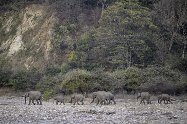Indian elephants (Elephas maximus indicus), Corbett National Park, near Ramnagar, Uttarakhand State, India