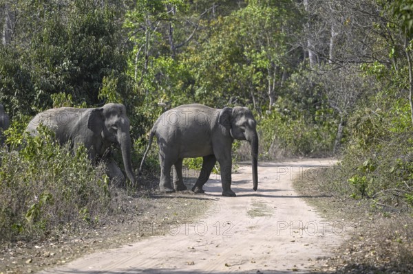 Indian elephants (Elephas maximus indicus), Corbett National Park, near Ramnagar, Uttarakhand State, India