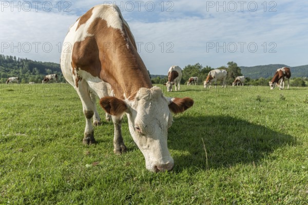 Brown and white cows are grazing calmly on a lush green pasture under a clear blue sky. The surroundings offer rolling hills in the background, creating a tranquil rural scene. Salins-les-Bains, Jura, France