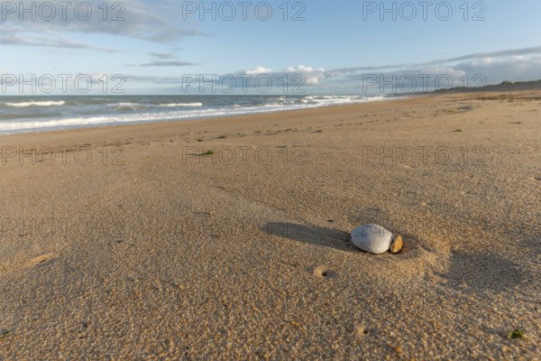 Soft golden sand stretches along the shore as gentle waves lap at the coastline during sunset, showcasing a solitary shell nestled in the sand. Plage de l'Aubraie, Les Sables d'Olonne, Vendee, France
