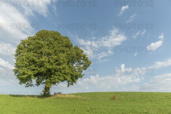 A lone green grows on a lush green hillside looking up at a bright blue sky with white, fluffy clouds. The tranquil scene captures the beauty and serenity of nature. Champagnole, Jura, France