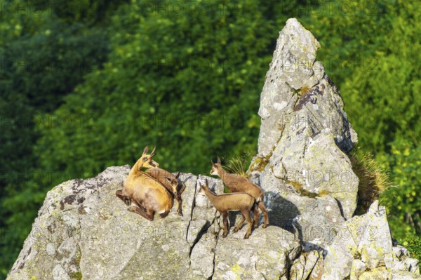 Chamois family resting on a rock with a wide view over green landscape, chamois, chamois, (Rupicapra rupicaprae), fawn, wildlife, Vosges, France