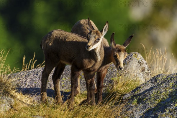 Two young chamois standing close to each other on a rocky ground surrounded by summer grass, chamois, chamois, (Rupicapra rupicaprae), fawn, wildlife, Vosges, France