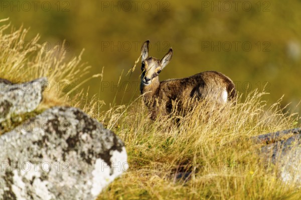 A curious young chamois stands on a rock, accompanied by a resting deer in the grass, chamois, chamois, (Rupicapra rupicaprae), fawn, wildlife, Vosges, France