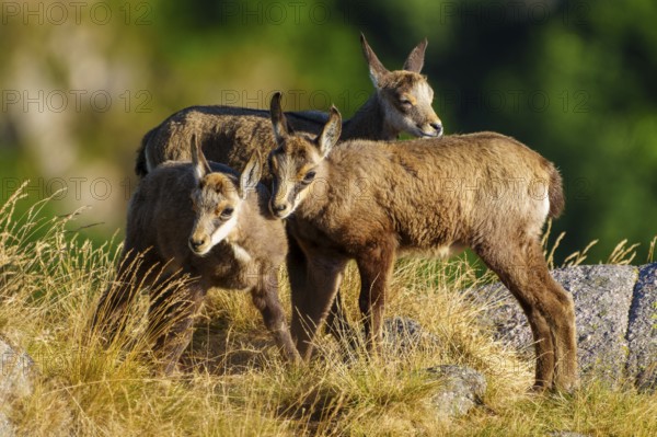Three young chamois moving in a grassy, rocky environment surrounded by forest greenery, chamois, chamois, (Rupicapra rupicaprae), fawn, wildlife, Vosges, France