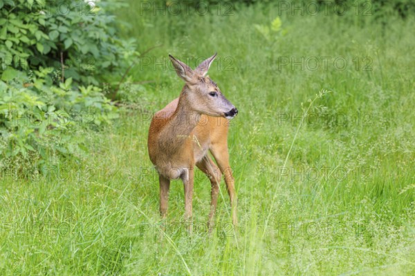 A female roe deer (Capreolus capreolus) stands in a green meadow. Bavaria, Germany
