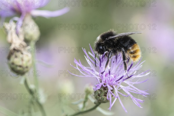 Stone bumblebee (Bombus lapidarius), Berlin, Germany