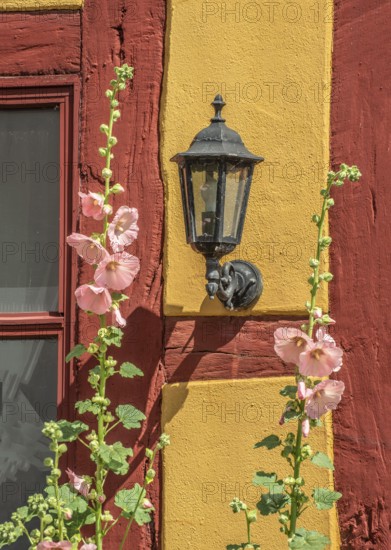 Flowering pink hollyhocks at an old half timbered wall with lamp in Ystad, Skåne county, Sweden, Scandinavia