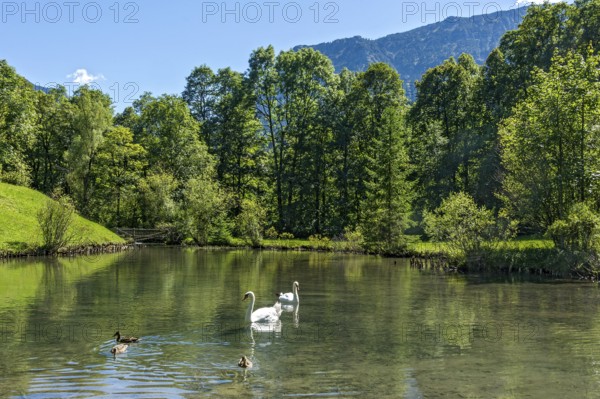Swan pond with swans and ducks, park of Linderhof Castle, UNESCO World Heritage Site, Ettal, Ammergau Alps, Unterammergau, Garmisch-Partenkirchen, Upper Bavaria, Bavaria, Germany
