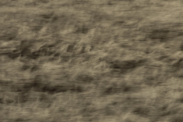 Common reed (Phragmites australis) reeds in a reedbed blowing in the wind abstract image, England, United Kingdom