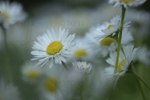 Daisy (Bellis perennis) flower, England, United Kingdom