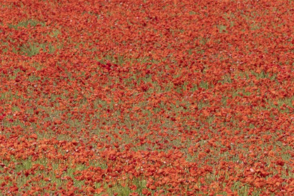 Common field poppy (Papaver rhoeas) flowers in a arable field in summer, England, United Kingdom
