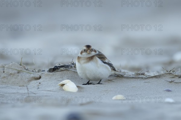 Snow bunting (Plectrophenax nivalis) adult bird on a sandy beach in winter, England, United Kingdom