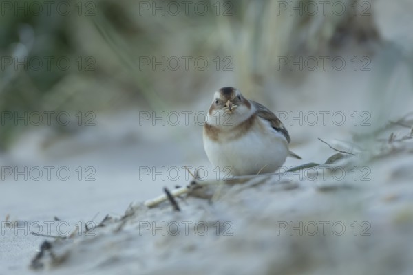 Snow bunting (Plectrophenax nivalis) adult bird feeding on a sandy beach in winter, England, United Kingdom