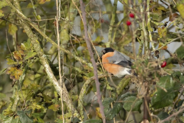 Eurasian bullfinch (Pyrrhula pyrrhula) adult male bird feeding in a hedgerow in winter, England, United Kingdom