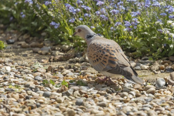 Turtle dove (Streptopelia turtur) adult bird on a garden shingle path, England, United Kingdom