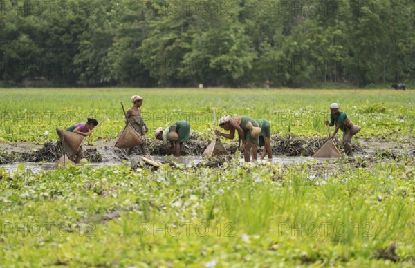 BAKSA, INDIA- JULY 12: Tribal women engage in traditional fishing using Jakoi, a bamboo fishing tool, in a shallow wetland in Baksa, India on July 12, 2025