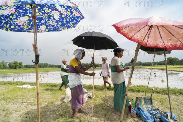 BAKSA, INDIA- JULY 12: Tribal women prepare rice saplings under temporary umbrellas on a hot summer day in a paddy field during the planting season in Baksa, India on July 12, 2025