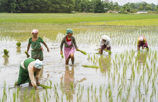 BAKSA, INDIA- JULY 12: Tribal women transplant rice seedlings in a waterlogged paddy field in Baksa, India on July 12, 2025