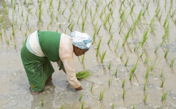 BAKSA, INDIA- JULY 12: A tribal woman transplant rice seedlings in a waterlogged paddy field in Baksa, India on July 12, 2025
