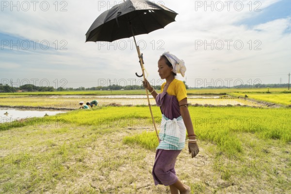 BAKSA, INDIA- JULY 12: A tribal woman farmer walks through the vibrant paddy fields of Assam, shielding herself from the scorching summer sun with an umbrella in Baksa, India on July 12, 2025