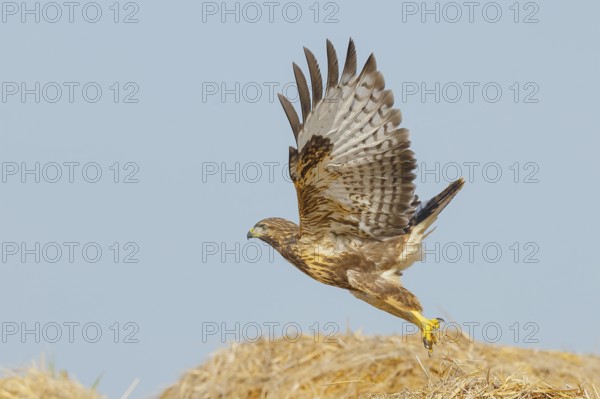 Buzzard (Buteo buteo) adult bird taking off from a pile of straw, wildlife, nature photography, birds, bird of prey, Lake Neusiedl National Park, Seewinkel, Burgenland, Austria