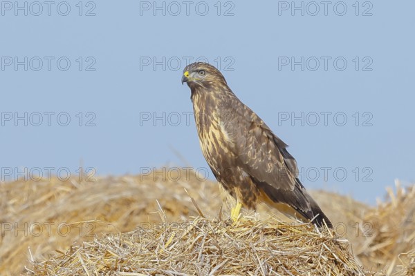 Buzzard (Buteo buteo) adult bird sitting on a pile of straw, wildlife, nature photography, birds, bird of prey, Lake Neusiedl National Park, Seewinkel, Burgenland, Austria