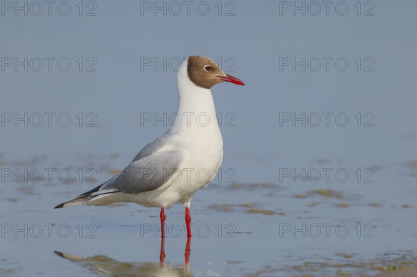Black-headed Black-headed Gull (Larus ridibundus) standing in shallow water, wildlife, nature photography, birds, gulls, Apetlon, Lake Neusiedl National Park, Seewinkel, Burgenland, Austria