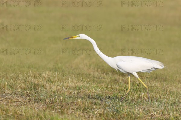 Great Egret (Egretta alba), looking for food in a mown meadow, wildlife, nature photography, heron, Apetlon, Lake Neusiedl, Burgenland, Austria