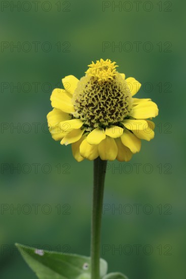 Zinnia (Zinnia elegans), flower, flowering, Germany