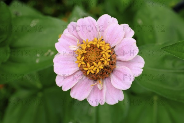 Zinnia (Zinnia elegans), flower, flowering, Germany