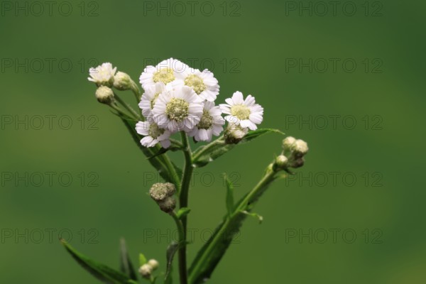 Marsh yarrow (Achillea ptarmica), flowering, flowers, Ellerstadt, Germany