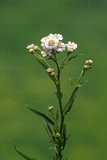 Marsh yarrow (Achillea ptarmica), flowering, flowers, Ellerstadt, Germany