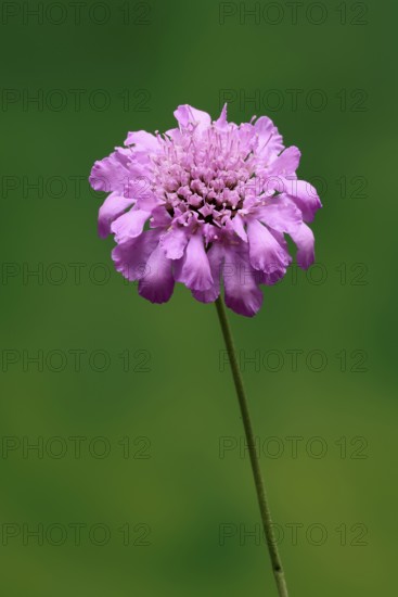 Pigeon Scabiosa (Scabiosa columbaria), pigeonweed, flowering, flowering, Ellerstadt, Germany
